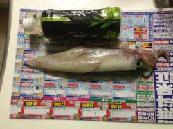 旭　波気がある中でもエギングでシロイカ