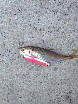 汐見埠頭　ショアジギングで小サバ＆豆アジ