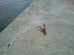 早朝の神戸港、タコジグで底を探りGET！