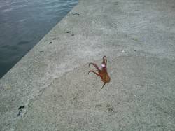 早朝の神戸港、タコジグで底を探りGET！