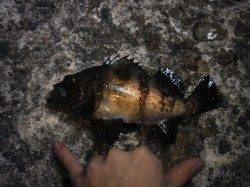 深日　表層タダ引きのメバリングでメバル3匹