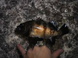 深日　表層タダ引きのメバリングでメバル3匹…