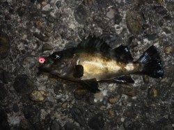 深日　表層タダ引きのメバリングでメバル3匹