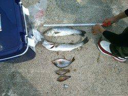 妻鹿沖波止　ルアーでシーバス2本　他エサ釣りでベラ