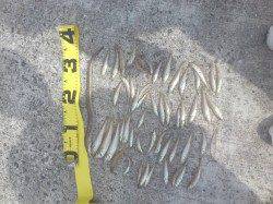 須磨、近投でキスＧＥＴ