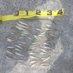 須磨、近投でキスＧＥＴ