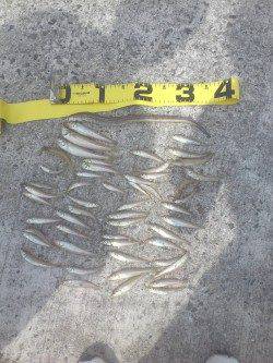 須磨、近投でキスＧＥＴ