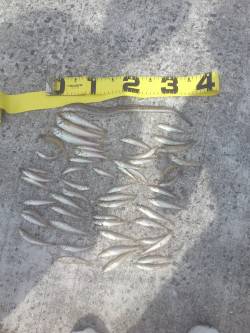 須磨、近投でキスＧＥＴ