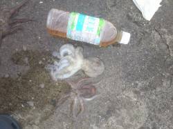 武庫川河口　探り釣りでタコ2匹　朝1時間の…