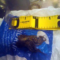 武庫川尻一文字　オクトパッシングでタコ2匹☆多い人は30匹の釣果も