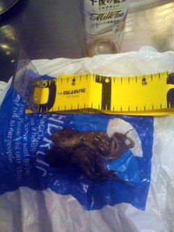 武庫川尻一文字　オクトパッシングでタコ2匹☆多い人は30匹の釣果も