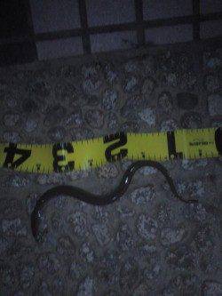 武庫川河口　ぶっこみ釣りでアナゴ40cm　エサは青虫がオススメか
