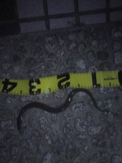 武庫川河口　ぶっこみ釣りでアナゴ40cm　…