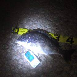 武庫川河口、ぶっこみ釣りでキビレ・セイゴ