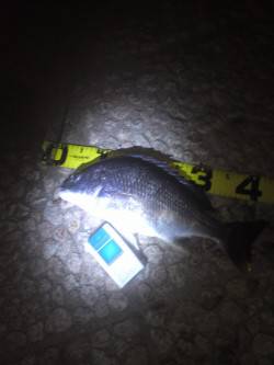 武庫川河口、ぶっこみ釣りでキビレ・セイゴ