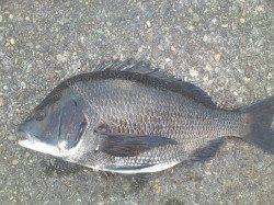 大阪南港　落とし込みでチヌ42cm＆キビレ