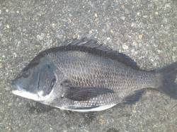 大阪南港　落とし込みでチヌ42cm＆キビレ…