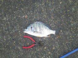 大阪南港　落とし込みでチヌ42cm＆キビレ