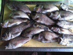 淡輪、約2時間でメバル15匹の釣果★