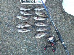 淡輪ヨットハーバーでメバリング、潮が動き始めてからの好釣果