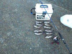 淡輪ヨットハーバーでメバリング、潮が動き始めてからの好釣果