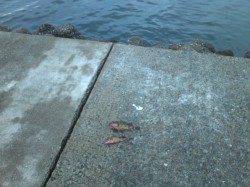 出勤前のお手軽フィッシング〜ガシラ×2〜