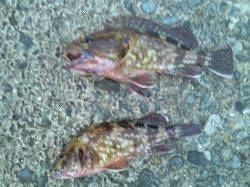 出勤前のお手軽フィッシング〜ガシラ×2〜