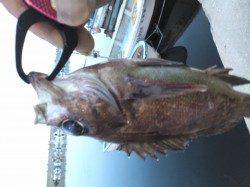 泉州エリア、表層狙いで何とかキープサイズゲット！