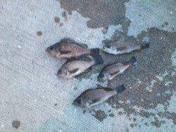 泉州エリア、表層狙いで何とかキープサイズゲット！