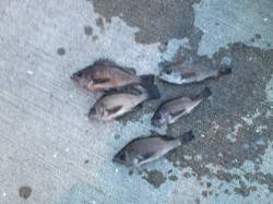 泉州エリア、表層狙いで何とかキープサイズゲ…