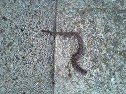 淡輪でメバリング、アタリは多いです。