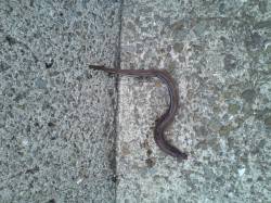 淡輪でメバリング、アタリは多いです。