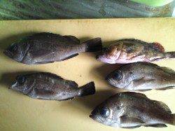 淡輪でメバリング、アタリは多いです。