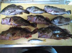 鳥取ノ荘　雨中のメバリングでメバル・ガシラ…