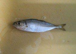 鳥取ノ荘　雨中のメバリングでメバル・ガシラ・豆アジ