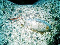 妻鹿（白浜）漁港　エギングでコウイカ280g