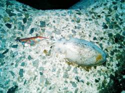 妻鹿（白浜）漁港　エギングでコウイカ280…