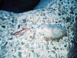 妻鹿（白浜）漁港　エギングでコウイカ280g