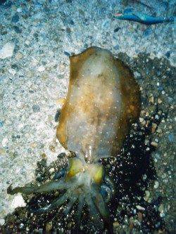 東二見　粘った末にエギングでメスアオリイカ700gがヒット！