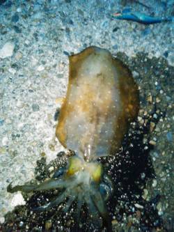 東二見　粘った末にエギングでメスアオリイカ…