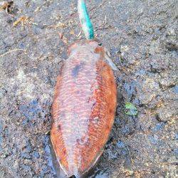 柴山港　エギングでコウイカ1パイ　ニューロッドの墨付けも完了