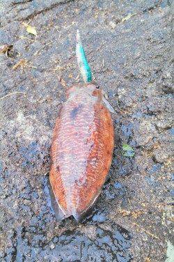 柴山港　エギングでコウイカ1パイ　ニューロッドの墨付けも完了