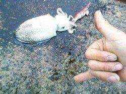 雨の妻鹿でエギング　着底からのダートでコウイカ