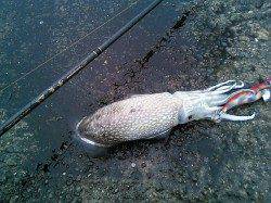 雨の妻鹿でエギング　着底からのダートでコウイカ