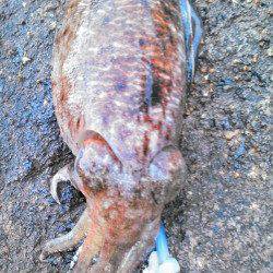 柴山港　エギングでコウイカ1パイ　ニューロッドの墨付けも完了