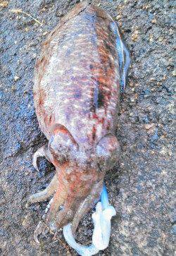 柴山港　エギングでコウイカ1パイ　ニューロッドの墨付けも完了