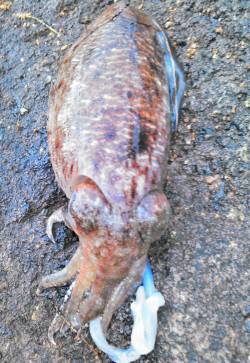 柴山港　エギングでコウイカ1パイ　ニューロ…