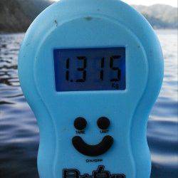 柴山港　エギングで今年初の春イカは1.3kg！