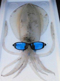 柴山港　エギングで今年初の春イカは1.3kg！