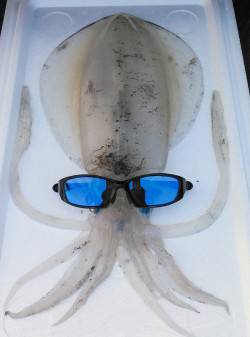 柴山港　エギングで今年初の春イカは1.3k…